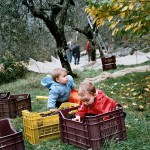 Casa Vacanze La Baghera - Raccolta delle olive